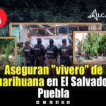 Hallan 60 plantas de marihuana durante cateo en la colonia El Salvador en Puebla capital