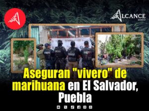 Hallan 60 plantas de marihuana durante cateo en la colonia El Salvador en Puebla capital