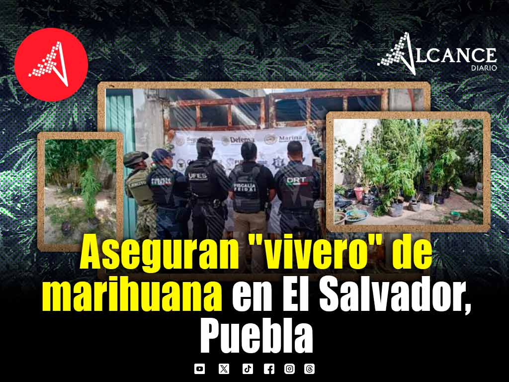 Hallan 60 plantas de marihuana durante cateo en la colonia El Salvador en Puebla capital