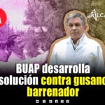 Nanomateriales de la BUAP combaten plagas en pinos y encinos con 90% de efectividad