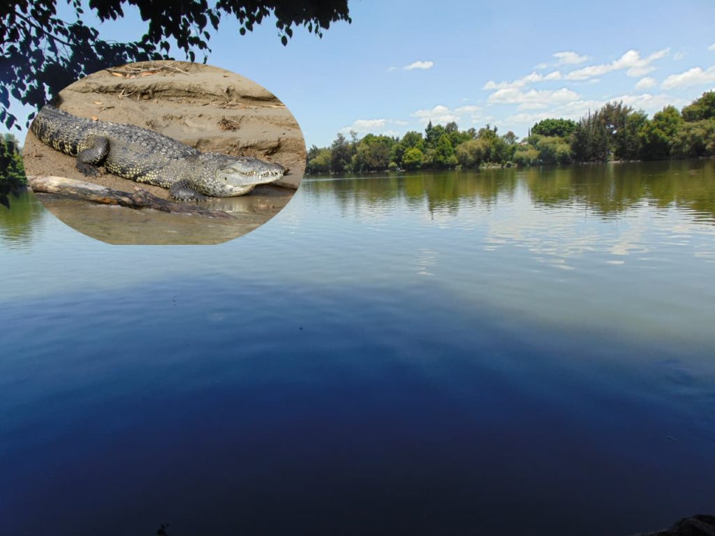 ¿Hay peligro? Cocodrilo de Morelet permanece en la Laguna de San Baltazar; ya fue reportado a PROFEPA