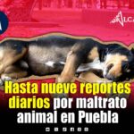 Instituto de Bienestar Animal recibe hasta nueve reportes diarios de maltrato en Puebla