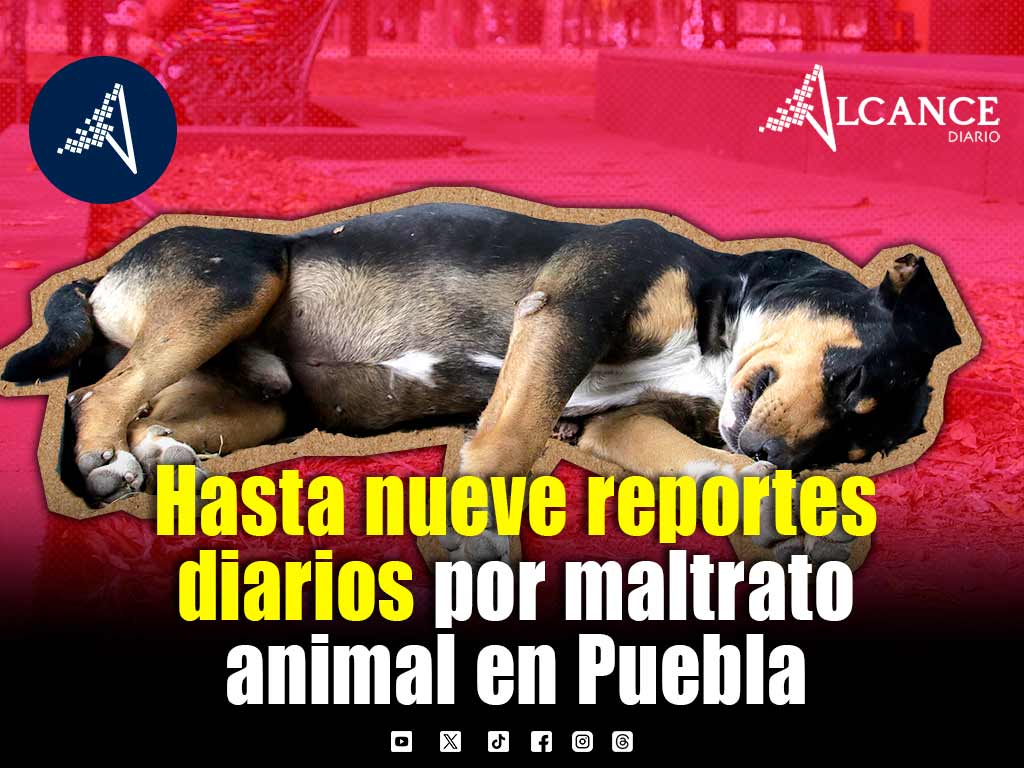 Instituto de Bienestar Animal recibe hasta nueve reportes diarios de maltrato en Puebla