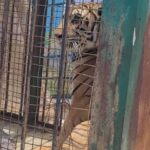 Rescatan a tigre de Bengala en Fresnillo; vivía en condiciones de maltrato y abandono