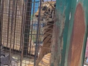 Rescatan a tigre de Bengala en Fresnillo; vivía en condiciones de maltrato y abandono
