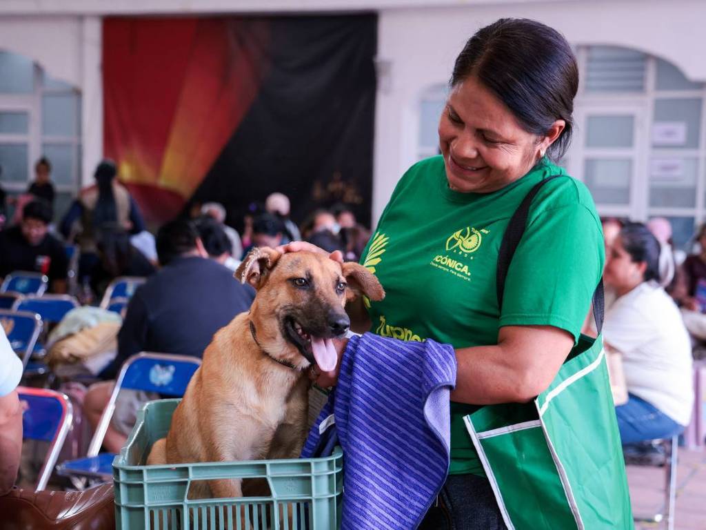 Promueven en San Andrés Cholula jornadas de esterilización felina y canina