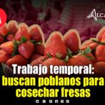 ¿Te gusta el campo? Buscan trabajadores de Puebla para cosecha de fresas en Baja California Sur