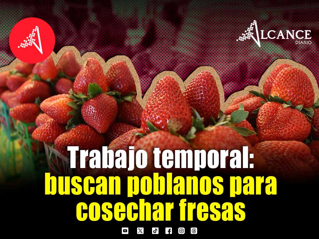 ¿Te gusta el campo? Buscan trabajadores de Puebla para cosecha de fresas en Baja California Sur