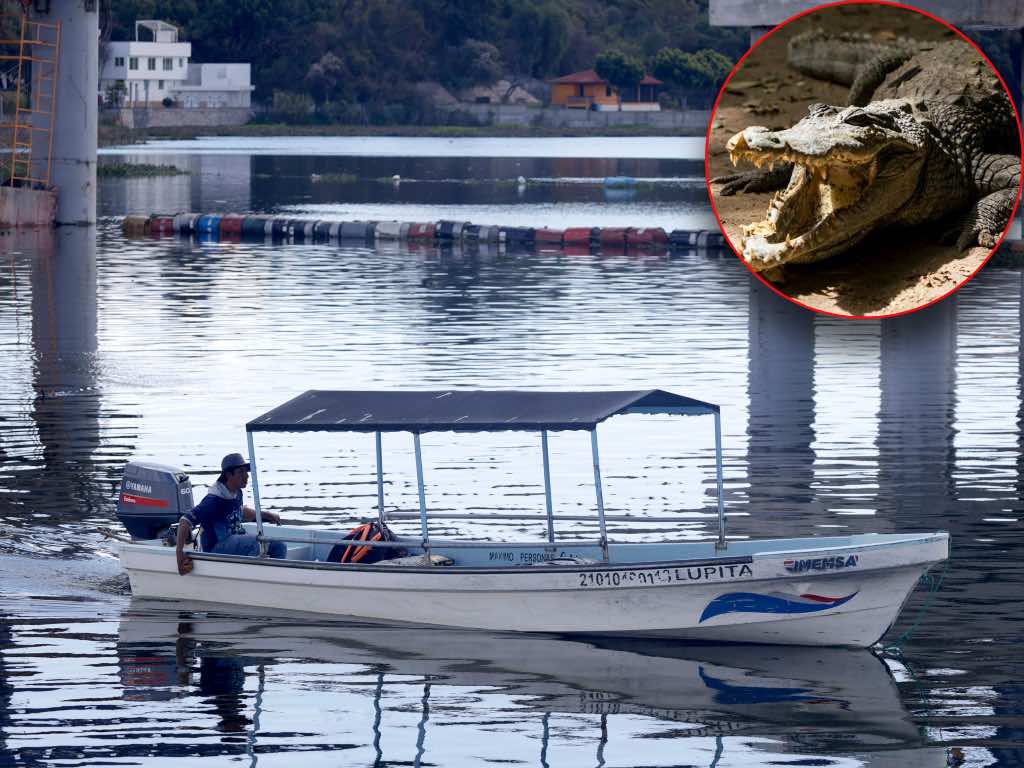 ¡Alerta en Valsequillo! Marina pide evitar nadar y pescar por presencia de cocodrilo