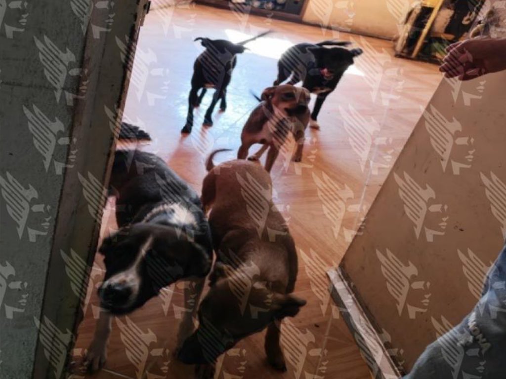 Tras inspección, FGE rescata a 13 caninos en condiciones de maltrato en la colonia Villa Verde II
