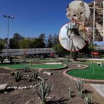 Rescatan a Gala y sus tres gatitos del Parque del Arte en Puebla