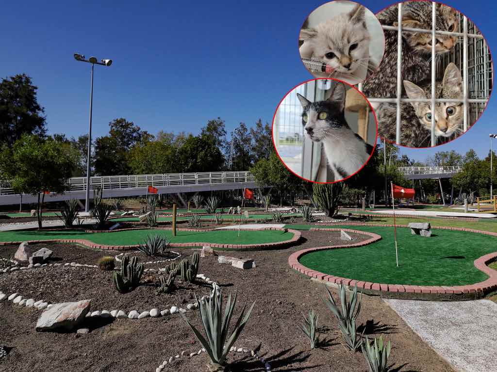 Rescatan a Gala y sus tres gatitos del Parque del Arte en Puebla