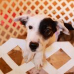 CODAM alerta por riesgo para animales ante nuevas leyes de bienestar en México