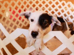 CODAM alerta por riesgo para animales ante nuevas leyes de bienestar en México