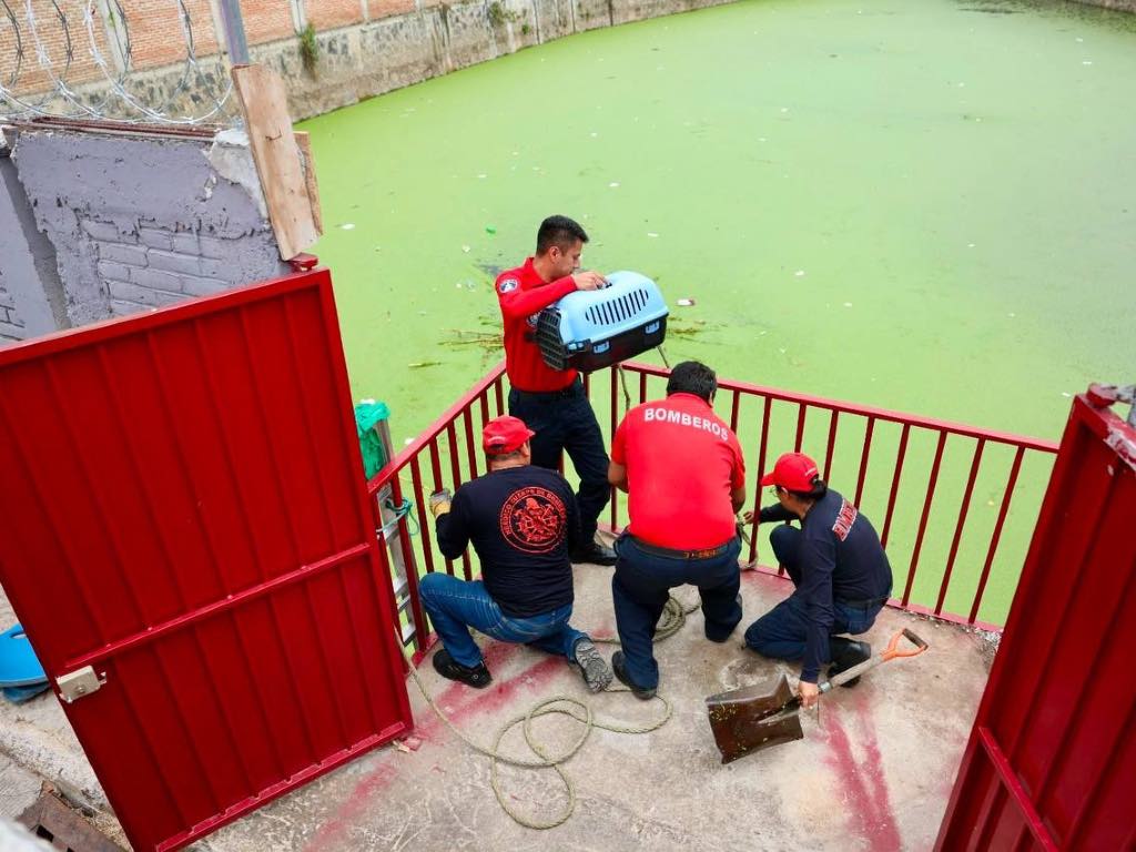 ¡Final feliz! Rescatan a lomito que cayó a vaso regulador en Cuautlancingo
