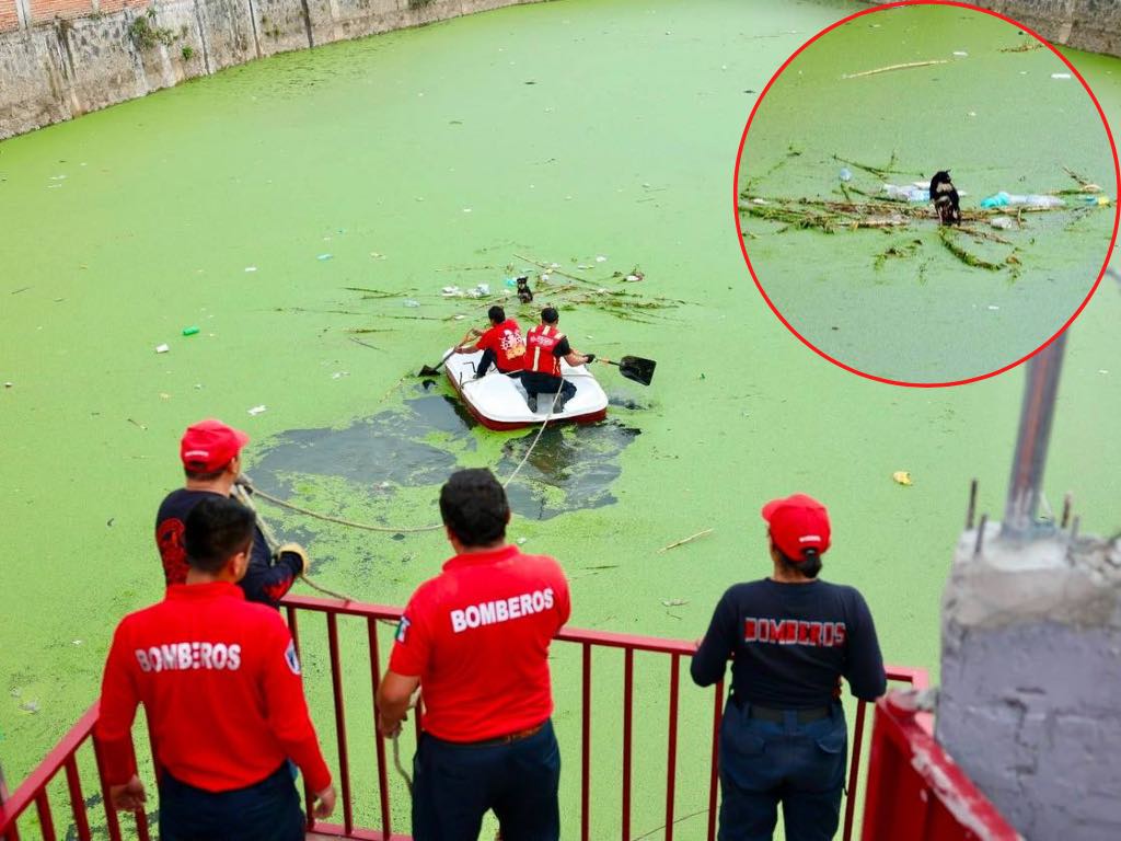 ¡Final feliz! Rescatan a lomito que cayó a vaso regulador en Cuautlancingo