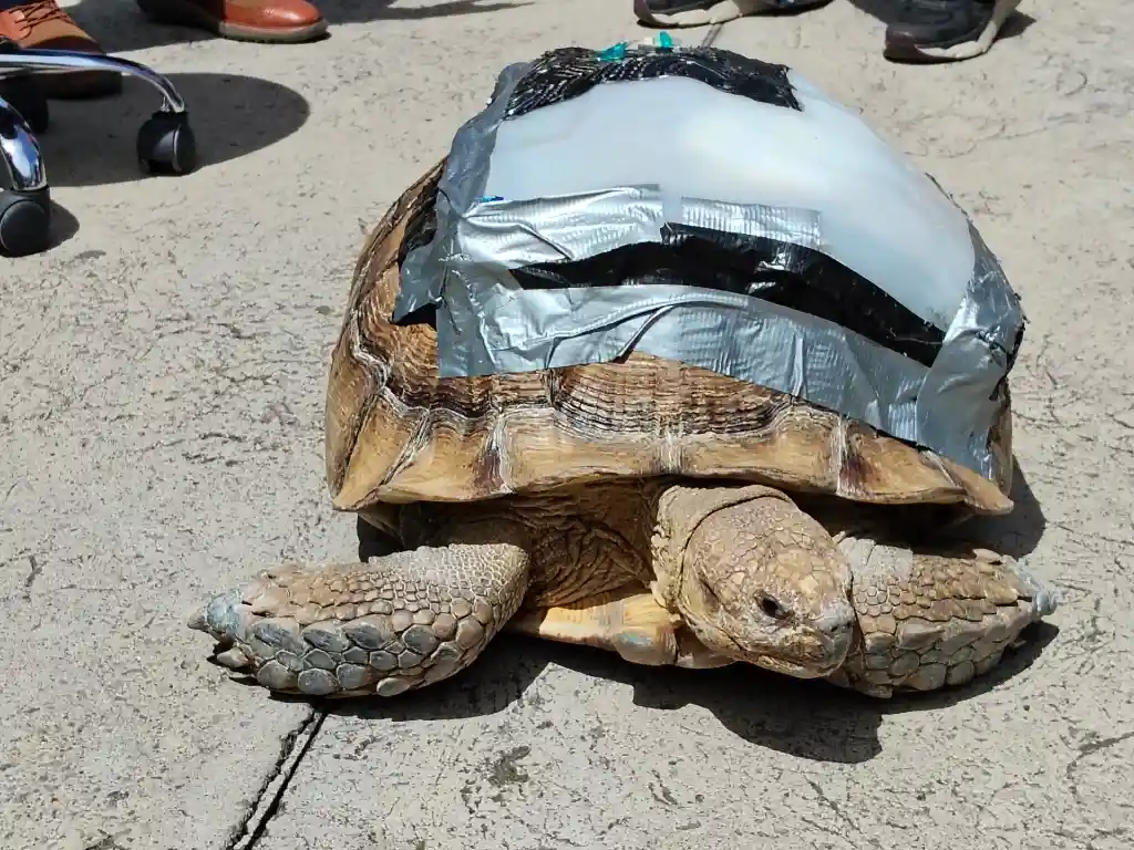 Darwin, la tortuga que recupera su caparazón con apoyo de Ingeniería Biónica de la UPAEP