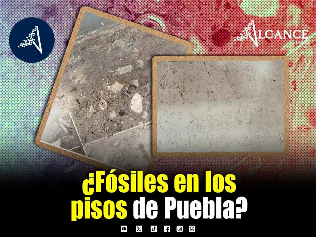 Fósiles marinos en Puebla: descubre los lugares donde puedes encontrarlos