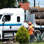 Troncos de palmeras retiradas de La Paz tendrán un segundo uso para animales de Africam Safari