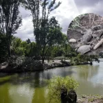 Fugaz, el cocodrilo de la Laguna de San Baltazar, será reubicado