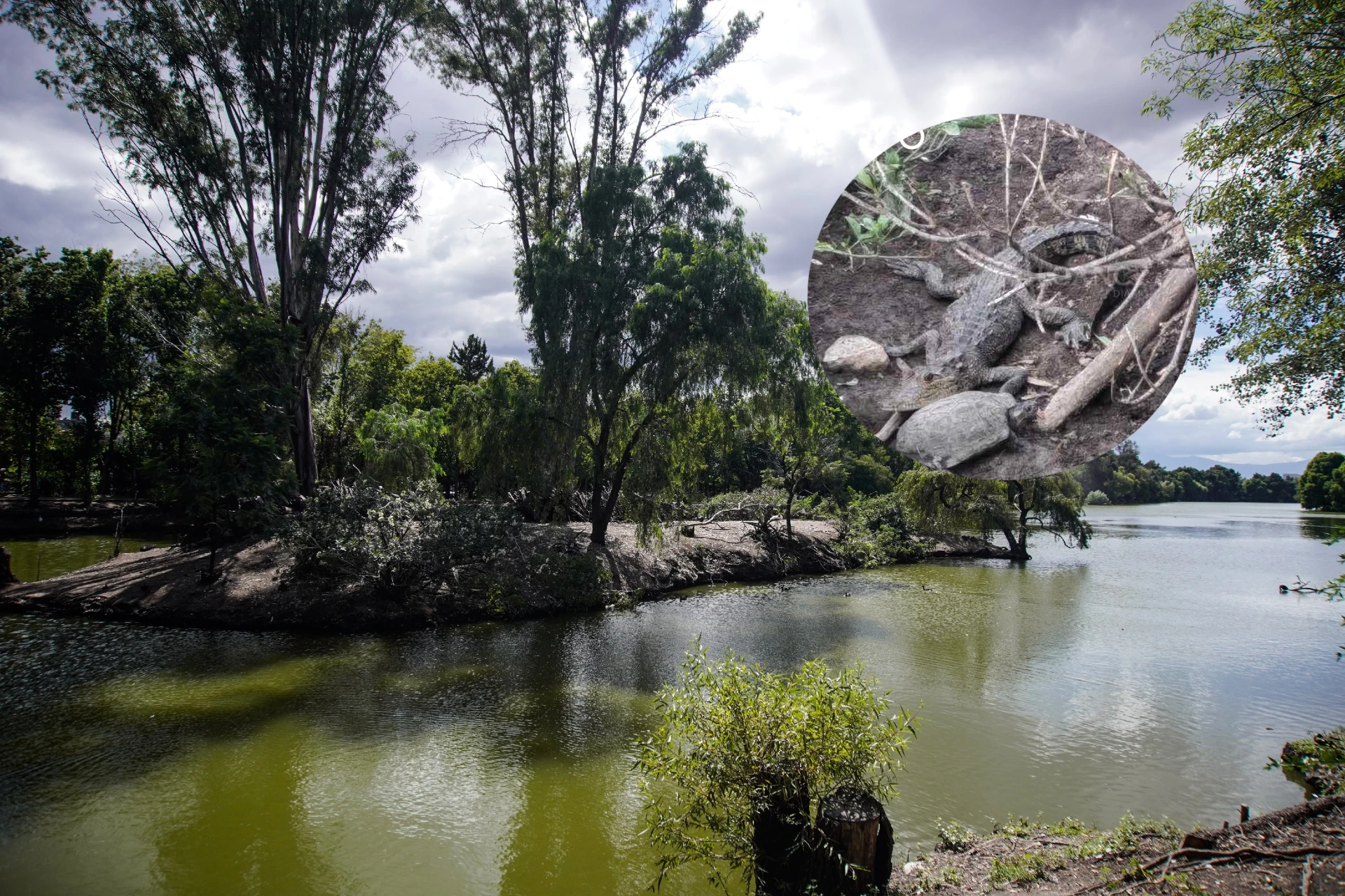 Fugaz, el cocodrilo de la Laguna de San Baltazar, será reubicado